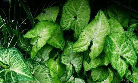  [品种]养植物就选此5款，品种不寻常，养护却倍加省心，观赏价值高