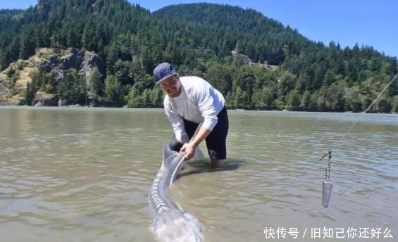 「男子」男子意外钓到河里二百斤鱼王,拉上岸仔细看后连忙放生!