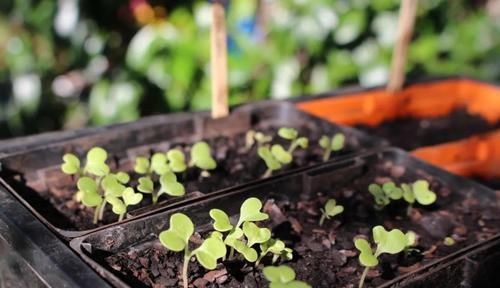  「盆土」养花的盆土自己配，还是直接买来用，哪种土对植物好？