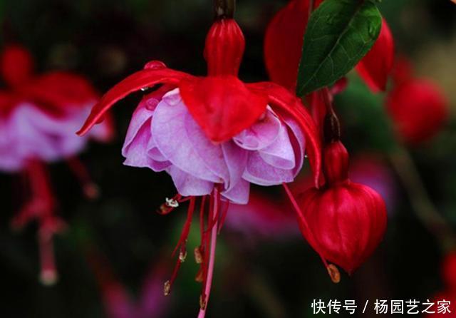  「家里」快过年了，把3种开花像灯笼的花卉种在家里，像张灯结彩一样