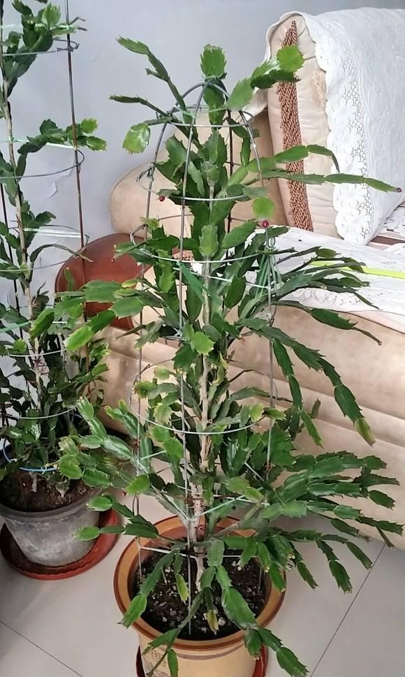  [叶仙]叶仙嫁接蟹爪兰，注意这一点，既能安全度夏，又能长花芽