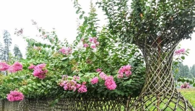 醉美庭院，有这些植物就够了！