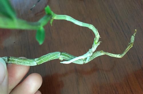 『石斛』分享我的石斛故事:养石斛兰根系不是那么重要,无根也能冒芽开花