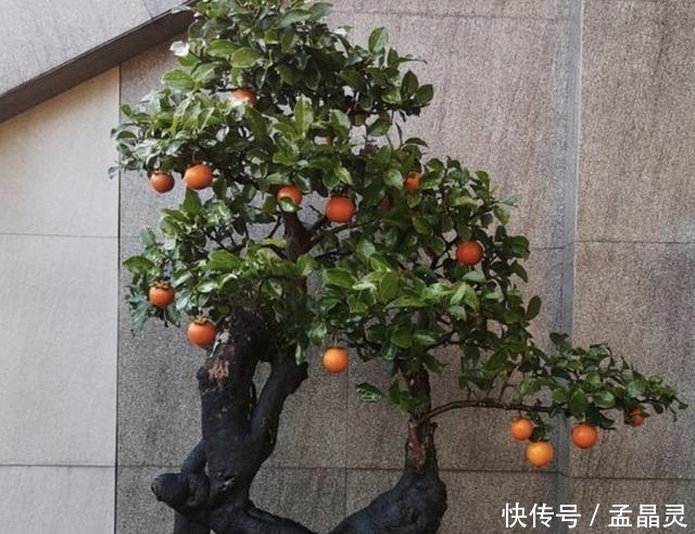 观赏价值:2020年,若是喜欢“观果树”,就养2种,3年后价值翻倍,挺值钱