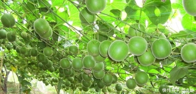  种植|亩产1500斤，却不能直接吃，如今35元1斤，农民跟风种植却