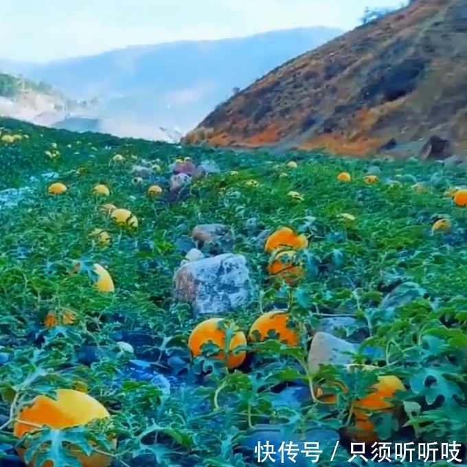 农民山上种植出的“黄金瓜”，亩产3千斤，每斤5元，年赚几十万！