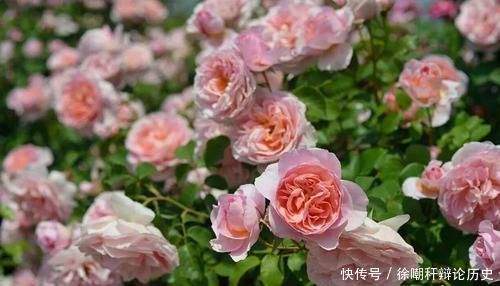  『现黄叶烂根』养花浇水，这几个错误别犯，不然养啥花都黄叶烂根，学会一生受用