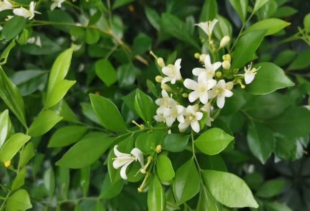  [控制]植物出现旺长时，都需要怎么控制比较好？