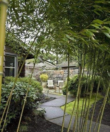 庭院竹子50张图告诉你，花园里种竹子有多高大上，气质瞬间提升