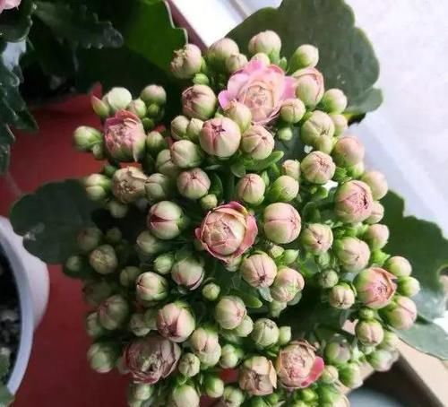  「长寿花」开春后要养2种花，剪根枝条插水里就活，花一开200天！