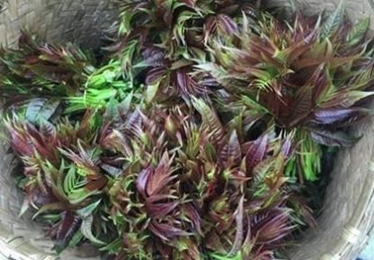  克星|上天赐予给农民的粮食，味道虽然苦涩但是却是癌细胞的克星