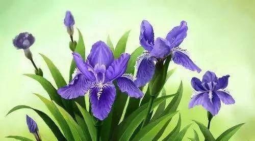  『植株开花之后』.这几种开花是紫色的植物，养在家里紫气东来