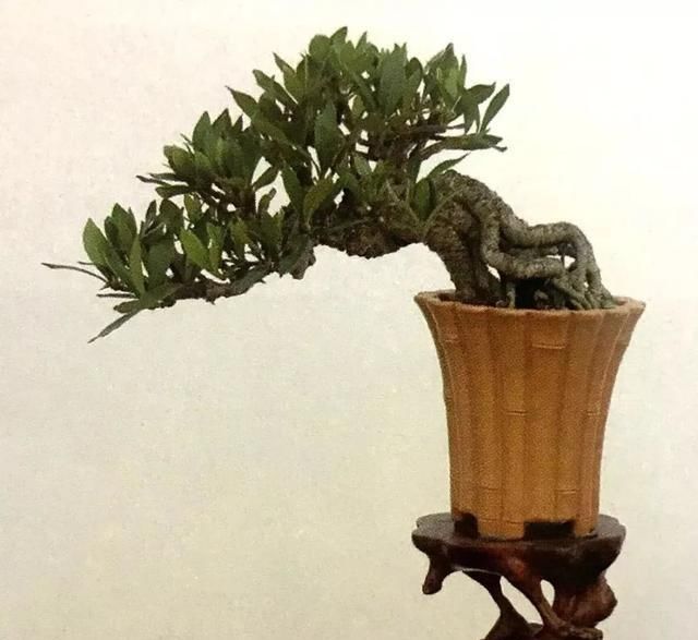  栀子花|栀子花制作盆景原来这么好看，真是万万想不到