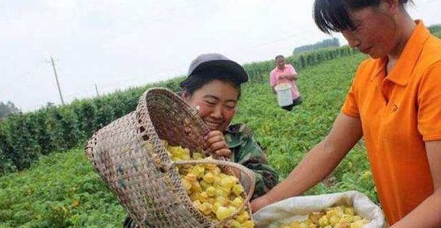 农民不种玉米改种它，市场价15块1斤，亩赚近万元