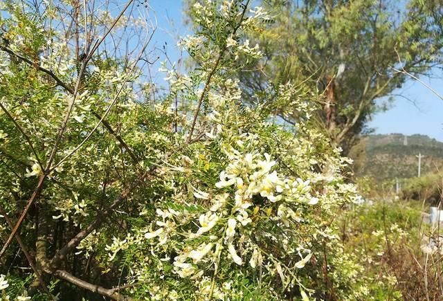  『春荒』曾是春荒时的救饥野菜，一过清明就老了，如今14元一斤炒鸡蛋最香