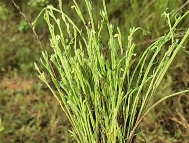 在农村一种不起眼的野草，现在却卖2000块钱一斤，还不好找