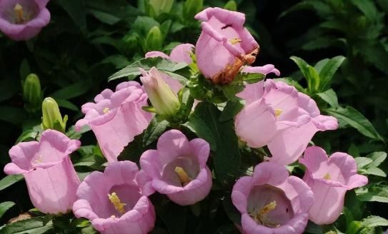  「立春前」立春前就养4种花，好养易打理，开花芬芳艳丽，一簇爆成花海，美