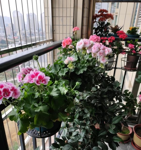 『养花』“最美”花卉天竺葵,春季养最佳,喷点“叶面肥”,阳台都开满了