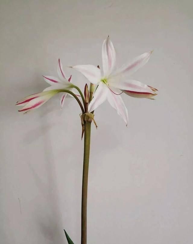  「排水良好」家里养这五种“香香花”，满堂生香，跟空气清新剂说拜拜
