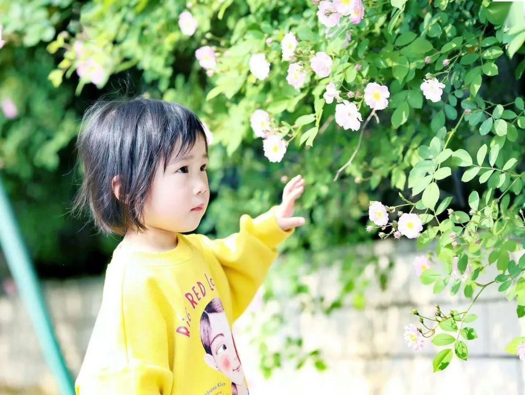  「打卡」蔷薇花开，待君归来|“云打卡”校园网红景点