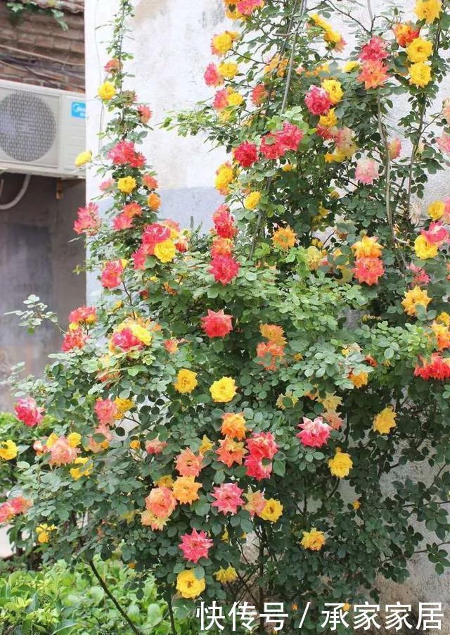  #起劲#3种开花劳模，一个比一个开得起劲，一开就是一面花墙！