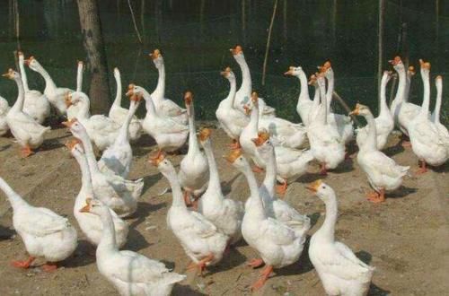  【养鹅】明明有很多养鹅的，为啥却很少见到有卖鹅蛋的？鹅下的蛋都去哪了