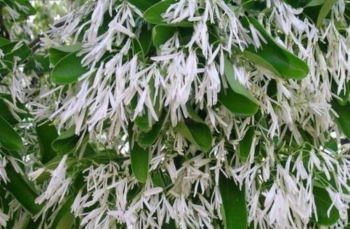 「见到」南方1种“雪花树”,花开如霜似雪,见到别放过,做成盆景美一片