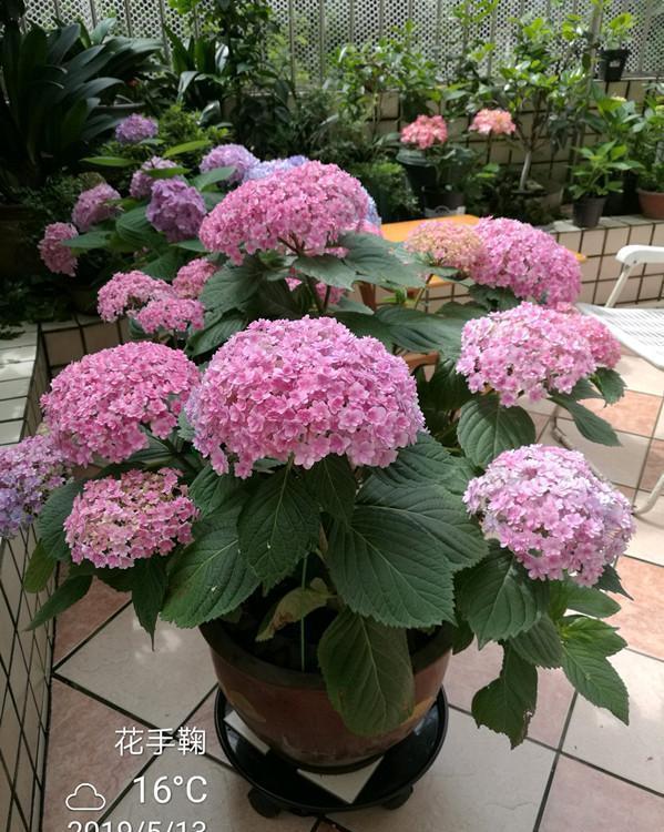 「枝繁叶茂」春天养这几款花卉,沾土就活,开花爆盆美如画,枝繁叶茂,美翻了