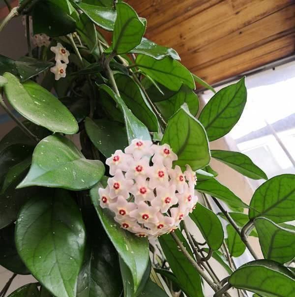  「球兰」别养绿萝了，这“球兰”叶花可赏，还耐阴，盆栽一棵花开100朵