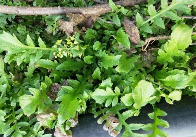 『尖叶荠菜』一样是荠菜,“圆叶”和“尖叶”有啥区别?知道以后别再乱买了