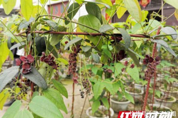  #肖世江#果树变盆栽 永顺灵溪镇八月瓜种出新“境界”