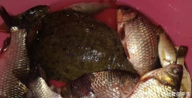 『找到』冬天钓鱼你找到这种地方大概率爆护,抄网不带鱼护一定要带!