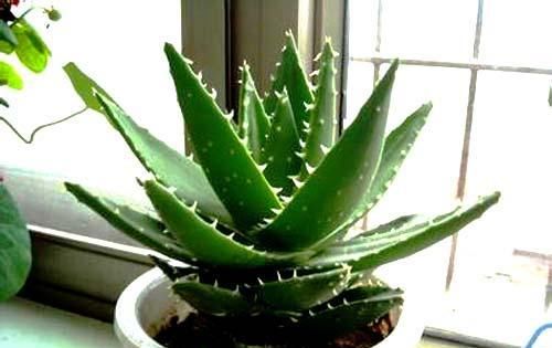  姑娘说：把阳台的盆栽换成这些，阳台颜值直线提高！