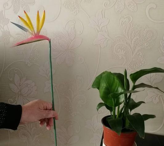  「长相」此花，长相类似芭蕉，放在屋里绿意盎然，非常有情调。