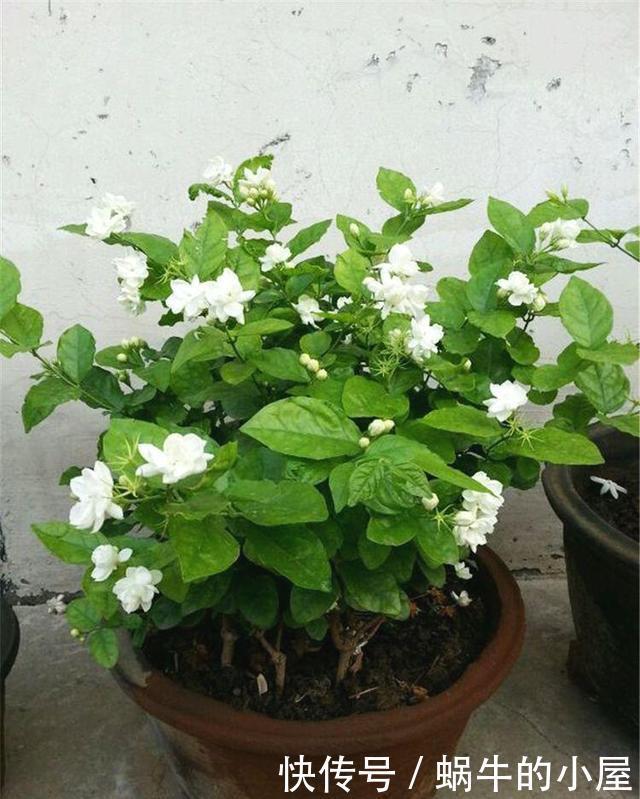 花香|夏天做好这3点,茉莉开花多花香重,家里满满的茉莉香