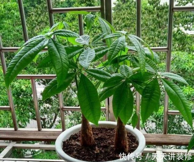 适合:三种“耐旱花”,少浇水反而长得旺,新手都适合养,真正的懒人花