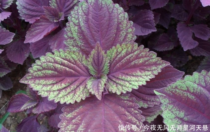 【实用价值】这种植物种在阳台上,不仅好看,而且还有很大的实用价值