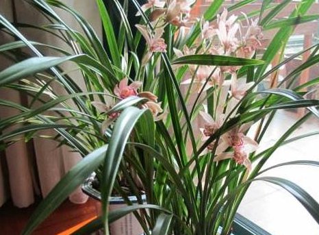  [技巧]养兰花,学会这3个“技巧”,花开多多,芽冒疯了!