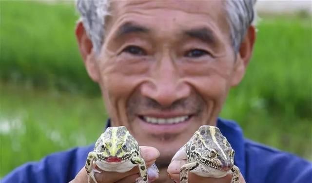 稻田养黑斑蛙，一公斤卖到40元