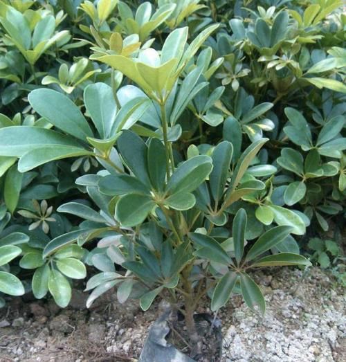  #甲醛#室内甲醛越来越多？不要紧，2种花摆客厅里，净化空气，太值！