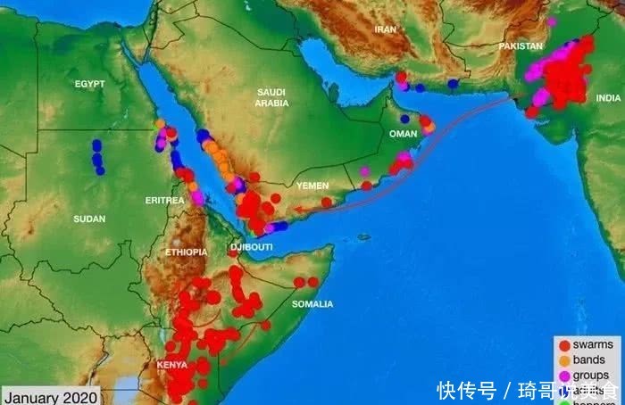  「来最严重」蝗虫危局空前，中国专家：应做好实时监测应对准备