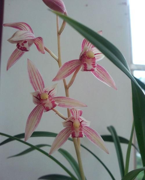  『艳丽』家养这四款花，花期长开花艳丽，枝上花苞爆满，养阳台繁花似锦