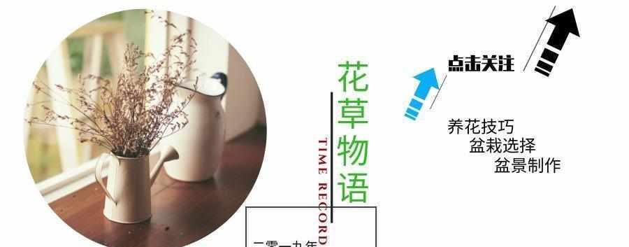  #药草#田边这种“瓜子草”，以前农民见1株拔1株，如今知道能卖