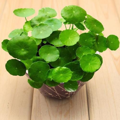  随便：还有比铜钱草更好养的绿植吗？随便一丢就能活！