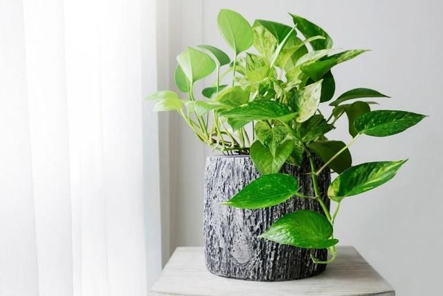  [好处]室内养盆栽植物的5个好处，你还知道有哪些好处么？