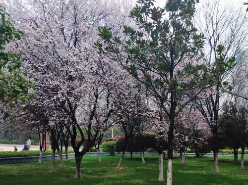  美轮美奂|湖南衡阳：太阳广场紫叶李花开烂漫，状若雾凇染霞，美轮美奂!