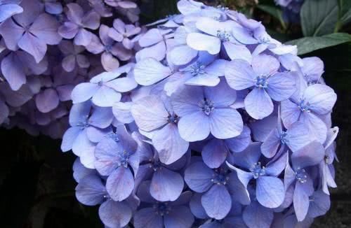  「绣球」绣球花怎么养才能开花 注意这几点绣球花开花更大更漂亮