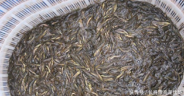一斤泥鳅卖到35元，这样的泥鳅咋养的