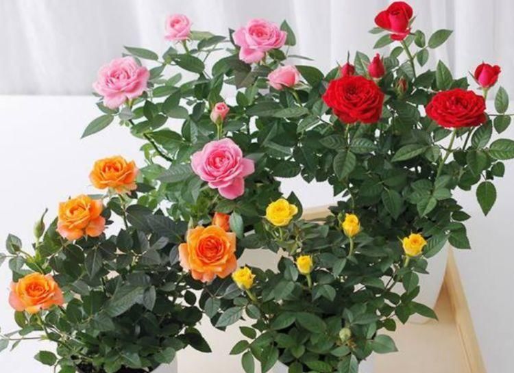  花香■养花试试这几款，花开繁盛花香怡人，花朵姿态万千，美