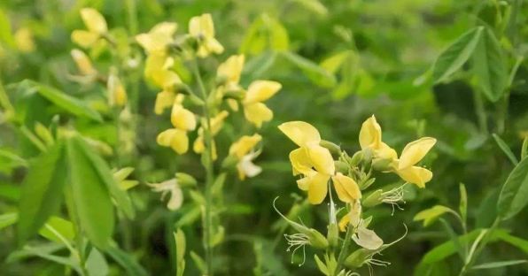  [种植]农村一种常见植物，可以降脂明目，加工成保健品价值高